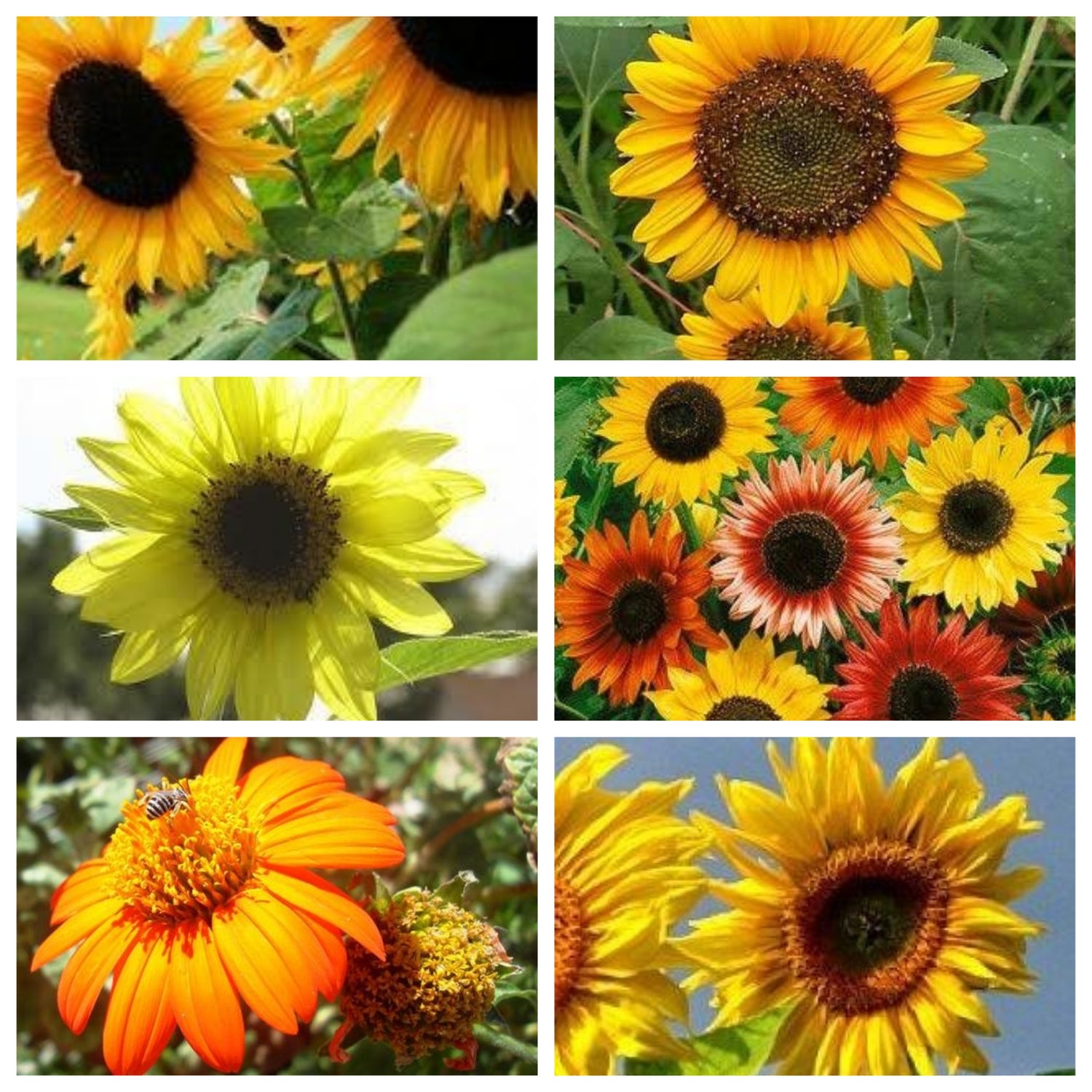 Sunflower Seeds Combo Pack – Mary's Heirloom Seeds