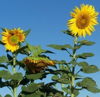 Skyscraper Sunflower