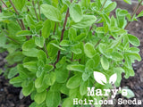 Sweet Marjoram