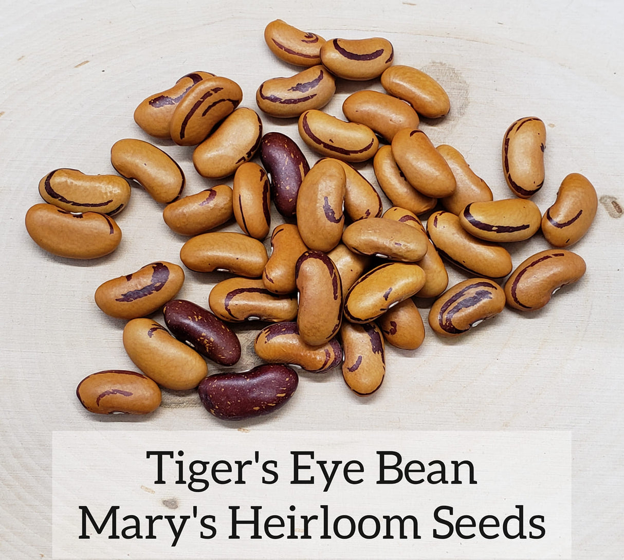 Tiger's Eye Bean