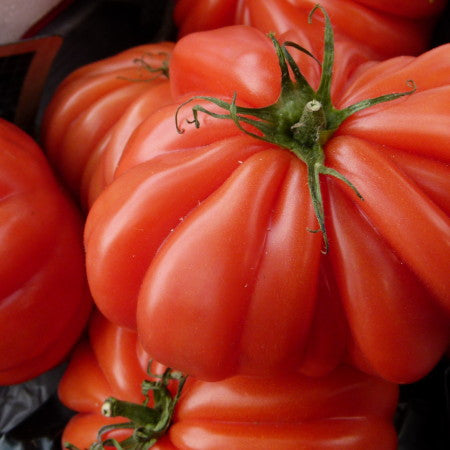 Costoluto Genovese Tomato