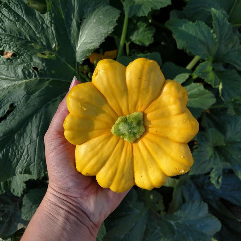 Yellow Scallop Squash