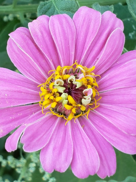 Zinnia Mix – Mary's Heirloom Seeds