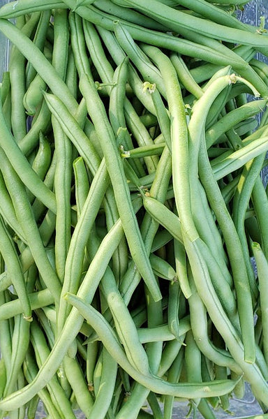 Tendergreen Bush Beans – Mary's Heirloom Seeds