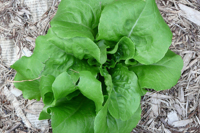 Summer Bibb Lettuce