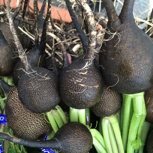 Black Spanish Round Radish