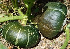 Burgess Buttercup Bush Squash