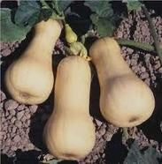 Waltham Butternut Squash