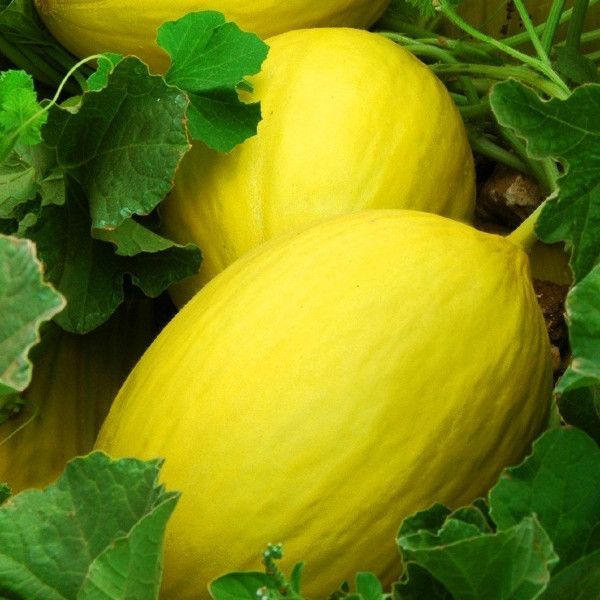 Juane Canary Melon