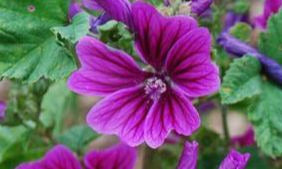 French Hollyhock – Mary's Heirloom Seeds