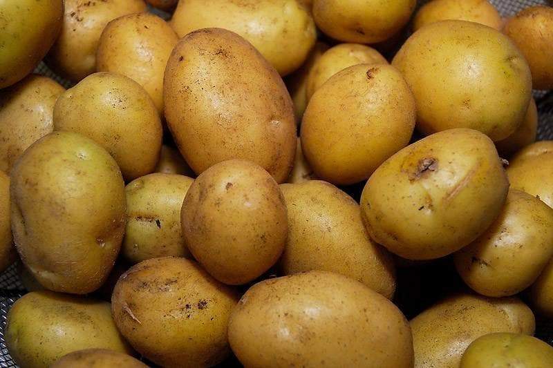 German Butterball Seed Potato