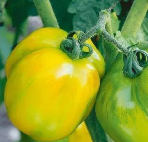 Green Stuffer Tomato