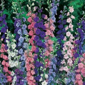 Larkspur Mix