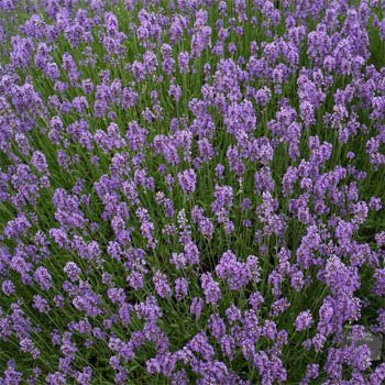 English Lavender – Mary's Heirloom Seeds