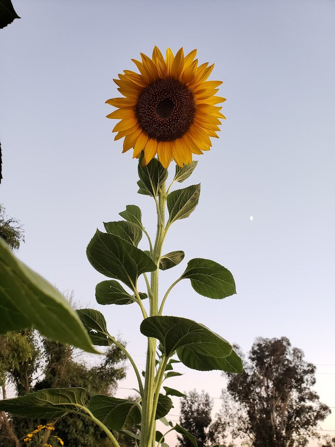 Mammoth Grey Stripe Sunflower