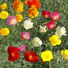 Mission Bells Mix California Poppy