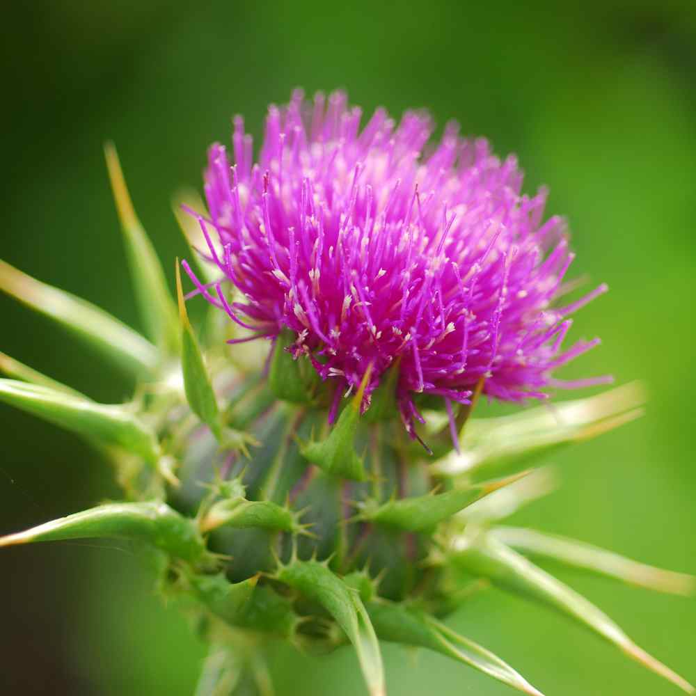 Milk Thistle