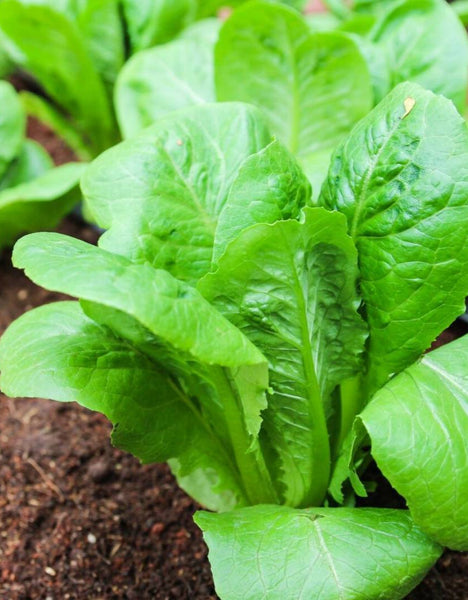 Little Caeser Romaine Lettuce – Mary's Heirloom Seeds