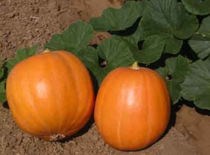 Mammoth Gold Pumpkin