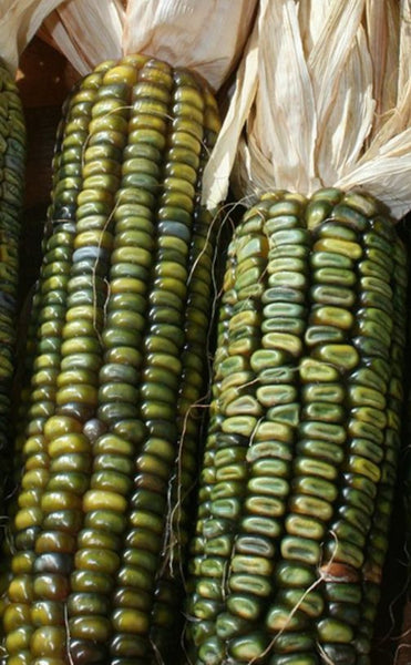 Oaxacan Green Corn – Mary's Heirloom Seeds