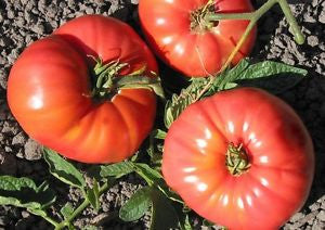 Omar's Lebanese Tomato