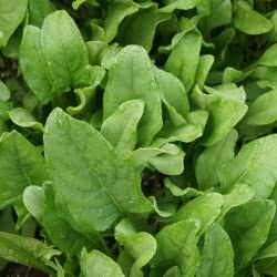 Perpetual Spinach Swiss Chard