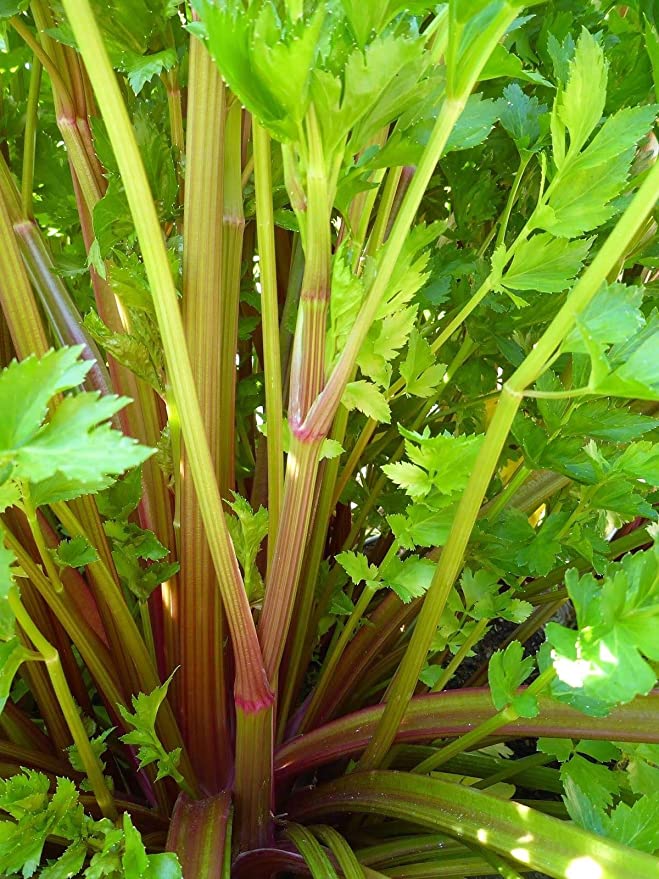 Pink Plume Celery