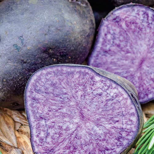 PURPLE Majesty Seed Potato