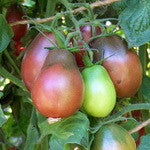 Purple Pear Tomato