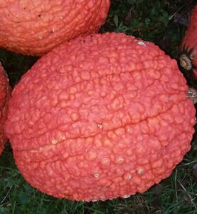 Red Warty Thing Pumpkin