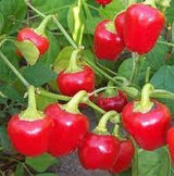 Red Baby Bell Peppers