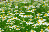 Roman Chamomile