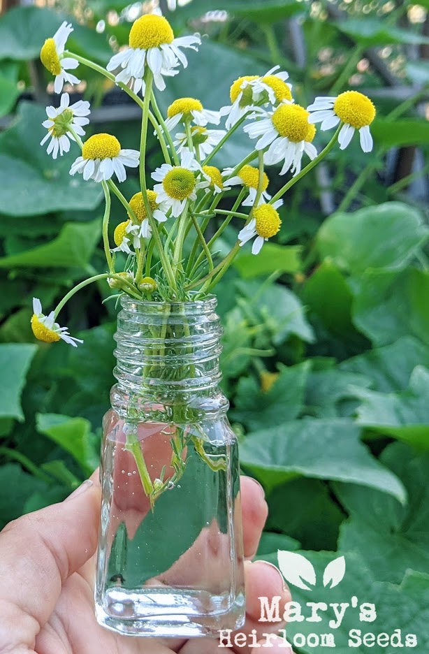 Roman Chamomile