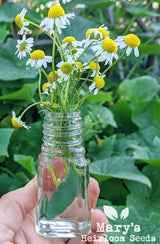 Roman Chamomile