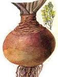 Laurentian Rutabaga