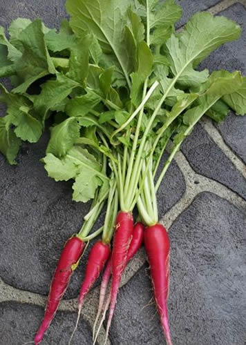 Long Scarlet Cincinnati Radish