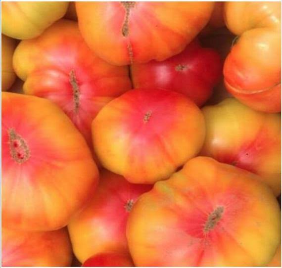 Striped German Tomato