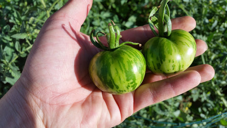 Green Zebra Tomato