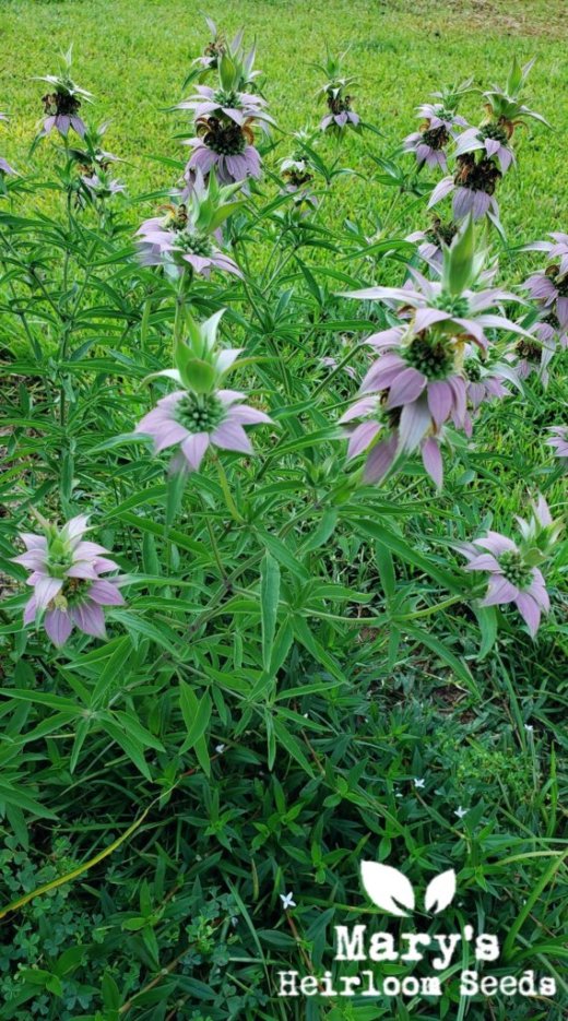 Spotted Bee Balm