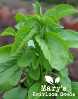 Stevia