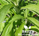 Stevia