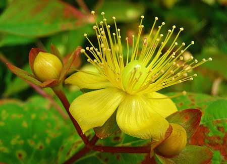 ST. JOHN'S WORT