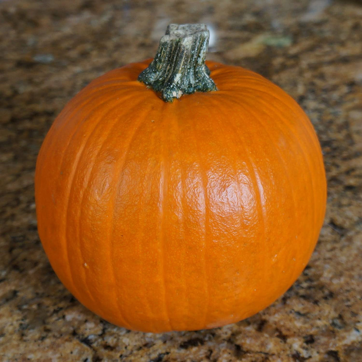 Sugar Pie Pumpkin – Mary's Heirloom Seeds