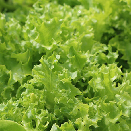 Tango Lettuce