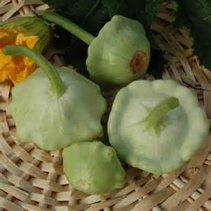 Benning's Green Tint Scallop Squash