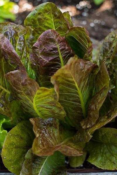 Merveille Des Quatre Saisons Lettuce