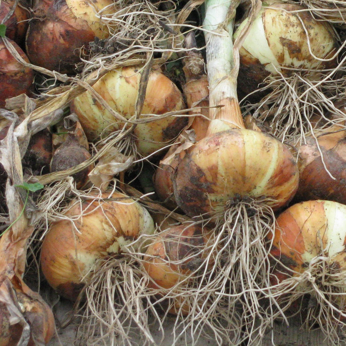 White Sweet Spanish Onion