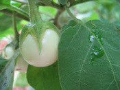 Japanese White Egg Eggplant