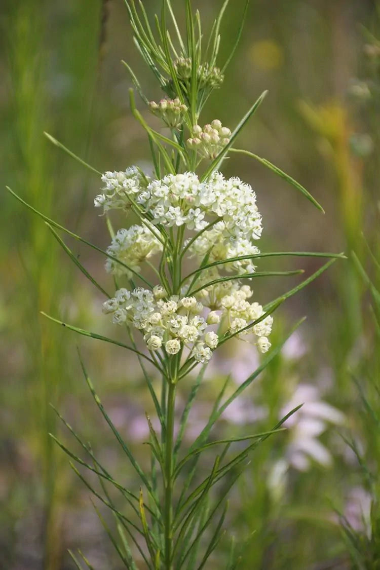 Whorled Milkweed