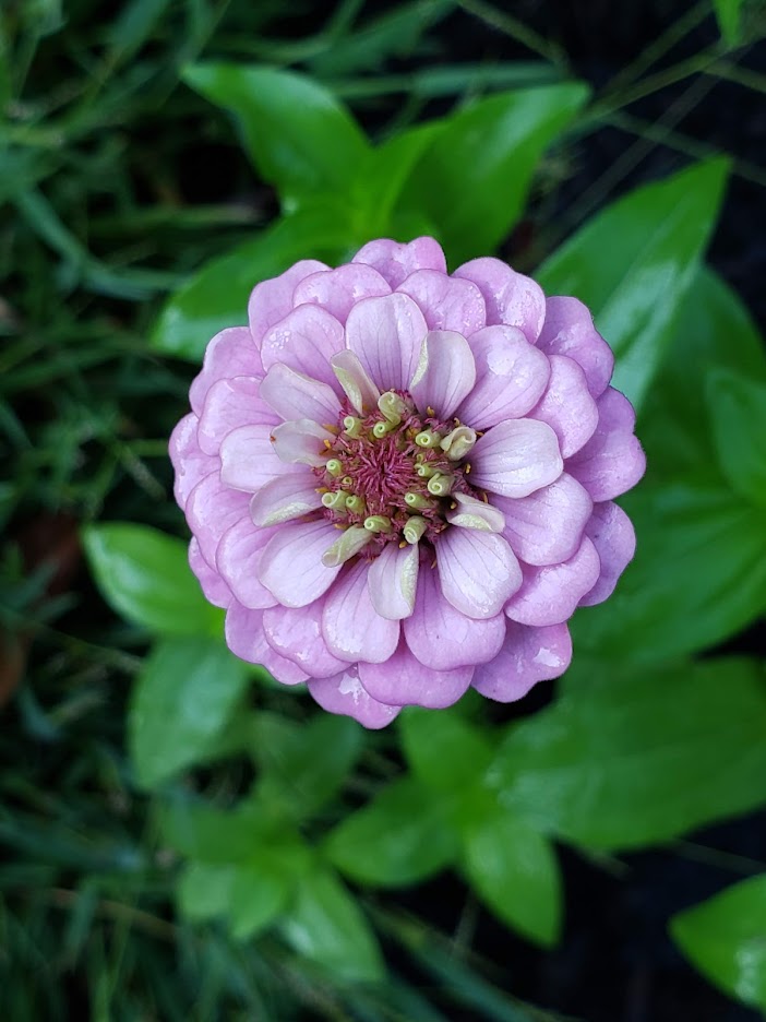 Zinnia, Giant of California